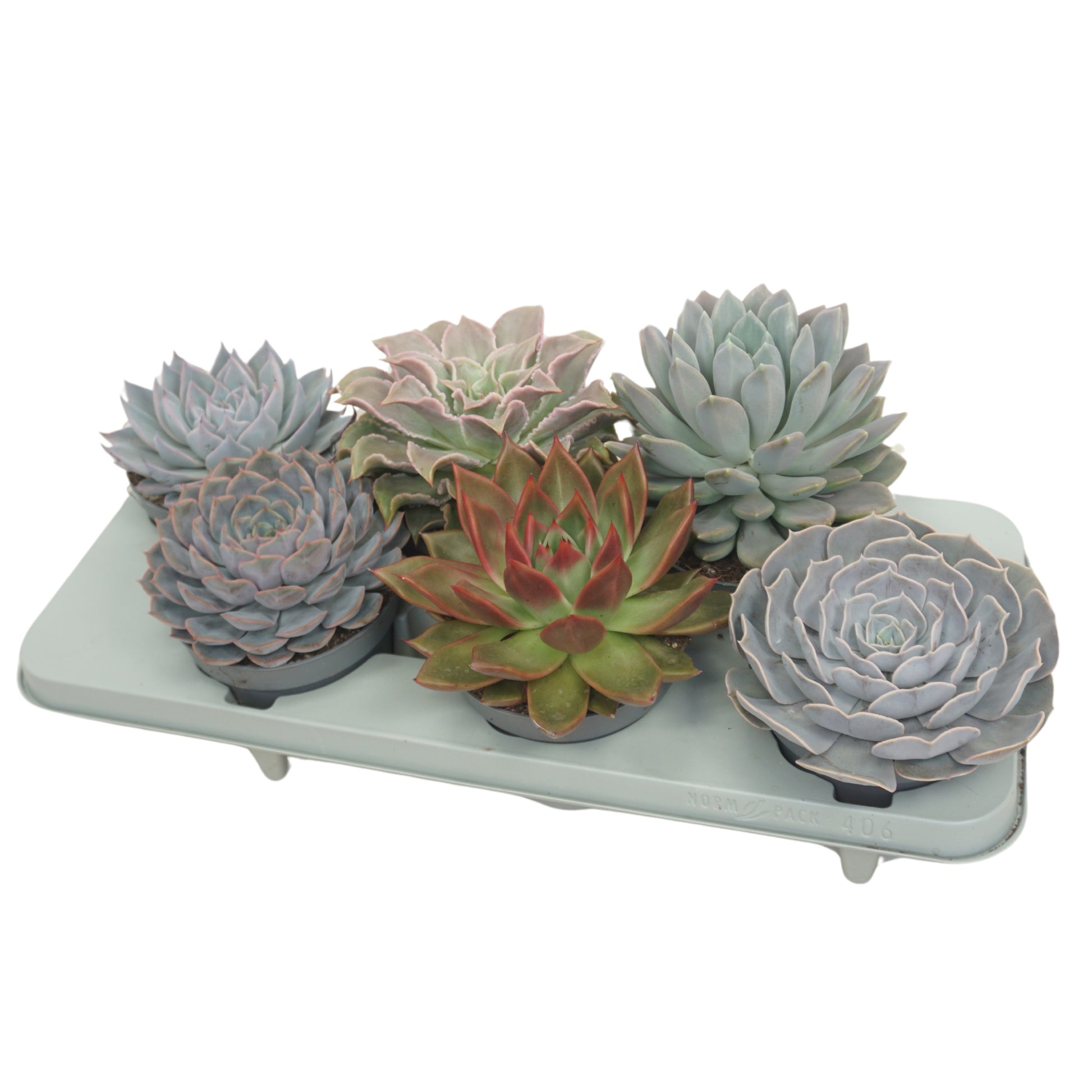 Echeveria mix 15cm 13cm Pot