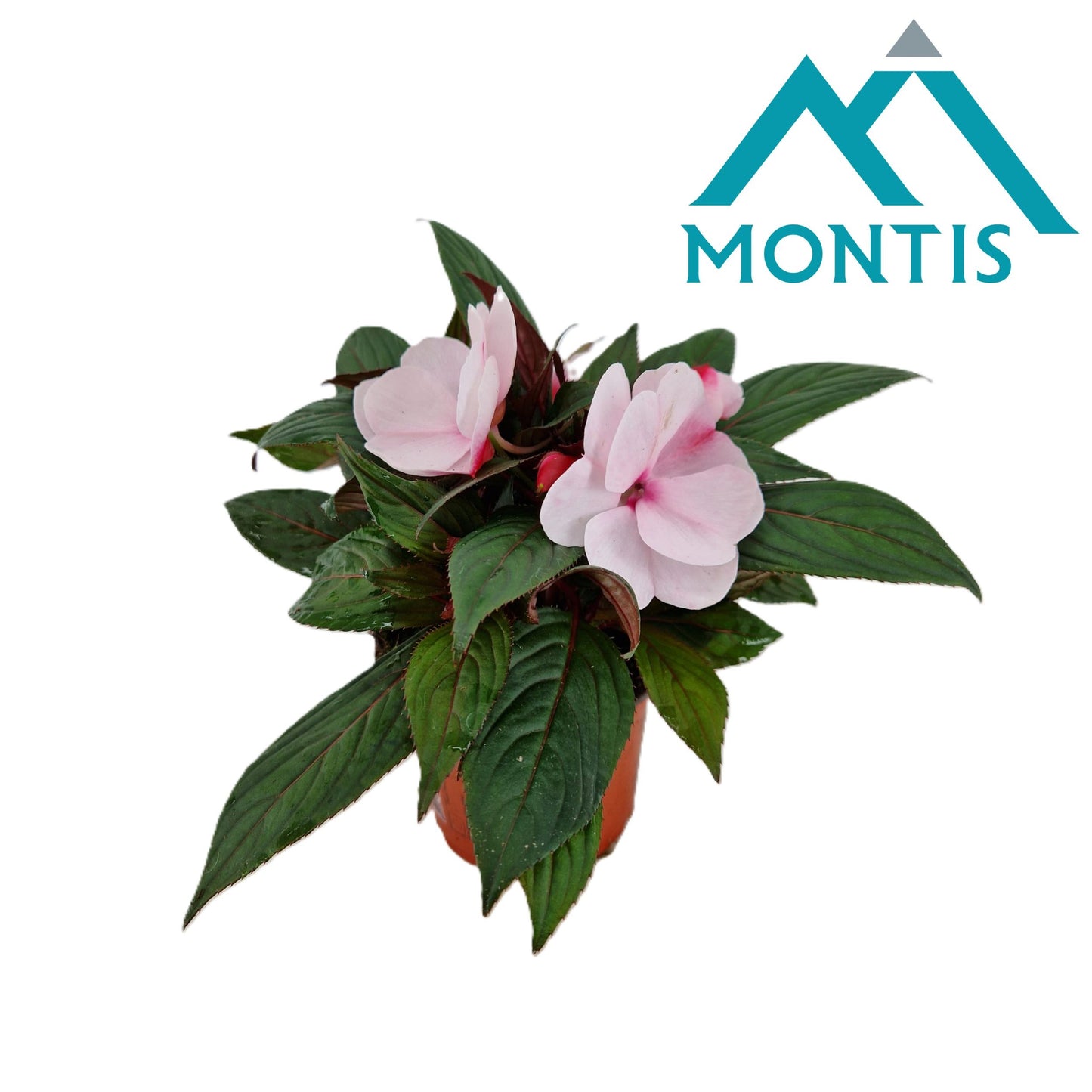Impatiens ng. White Pink Eye 25cm 13cm Pot