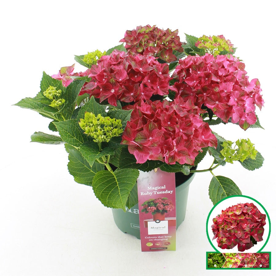 Hydrangea macrophylla mix 45cm 23cm Pot