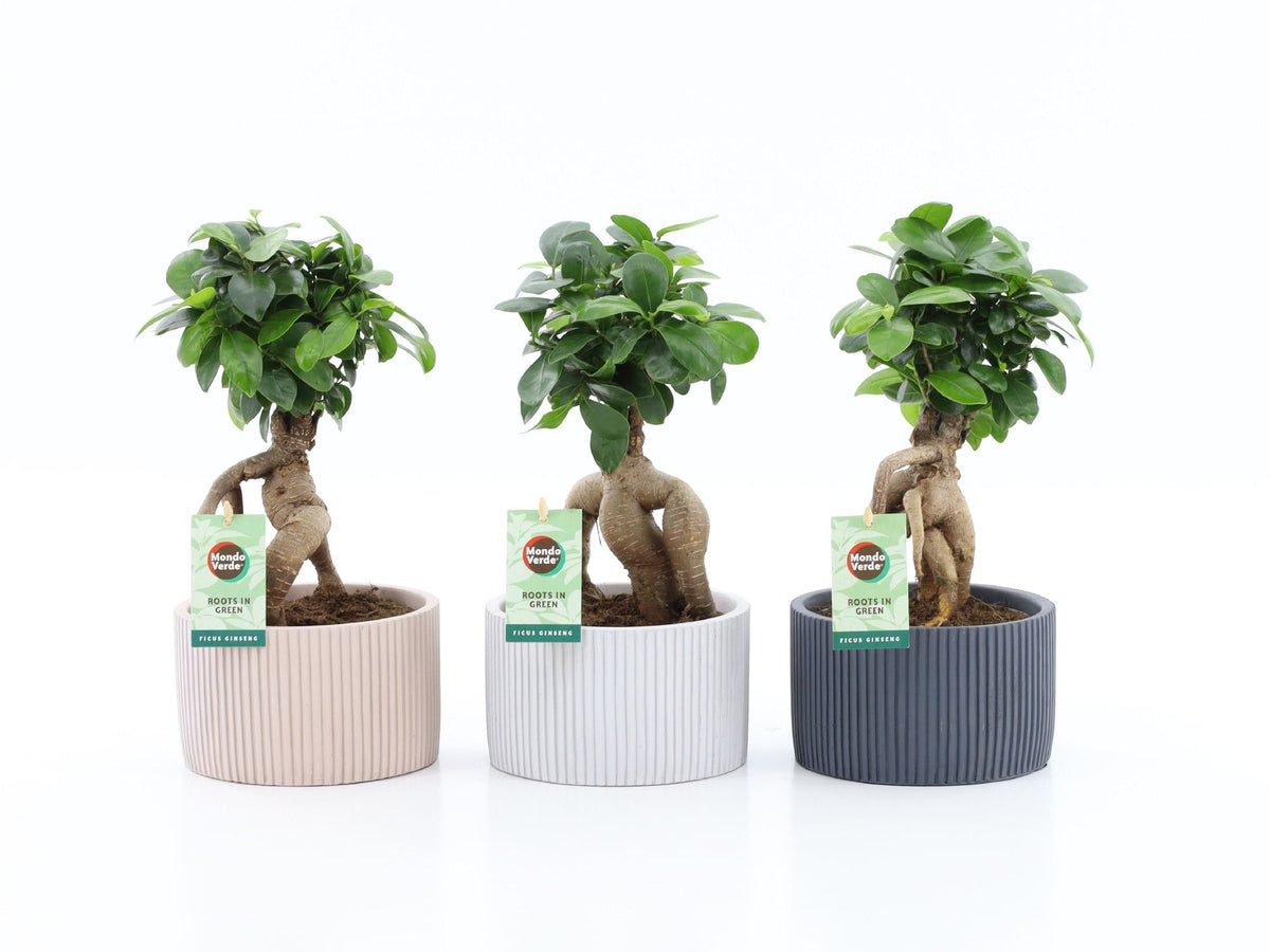 Ficus Ginseng 30cm 15cm Pot