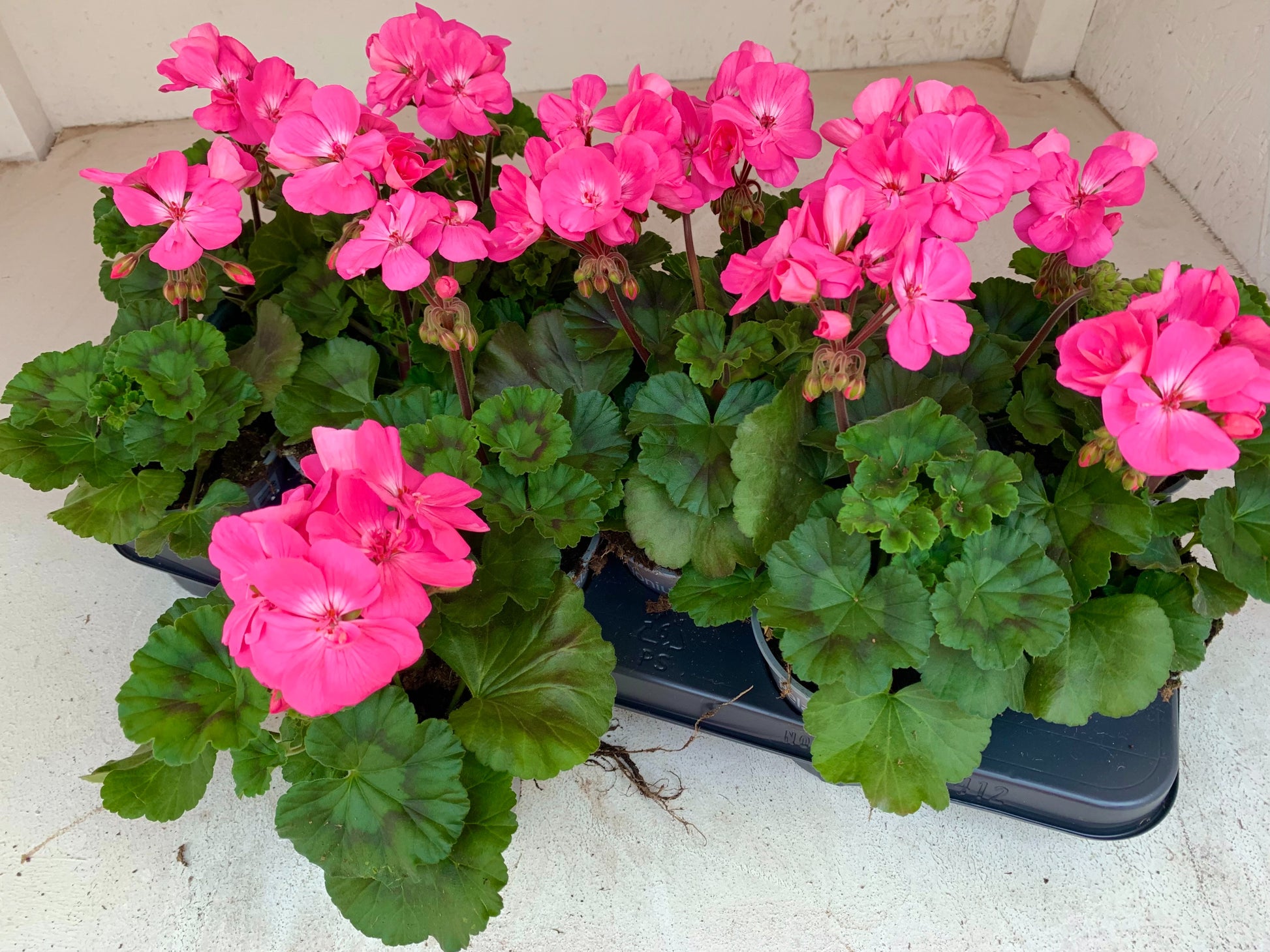 Pelargonium zon. Toscana Hanna 25cm 510cm Pot