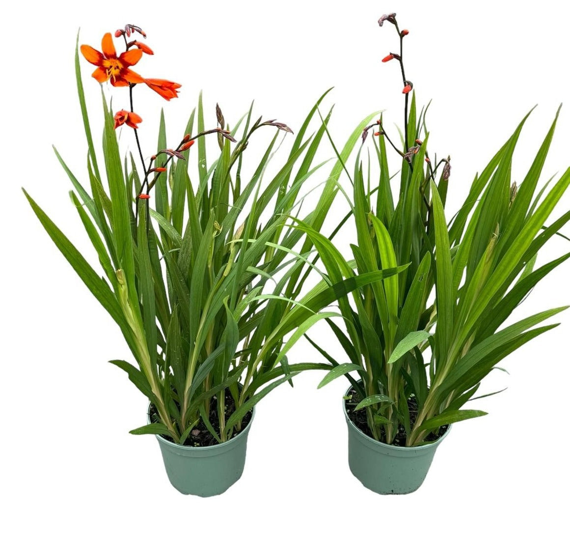 Woudenberg, VOF Gebr. van Crocosmia Emily McKenzie Pack of 1