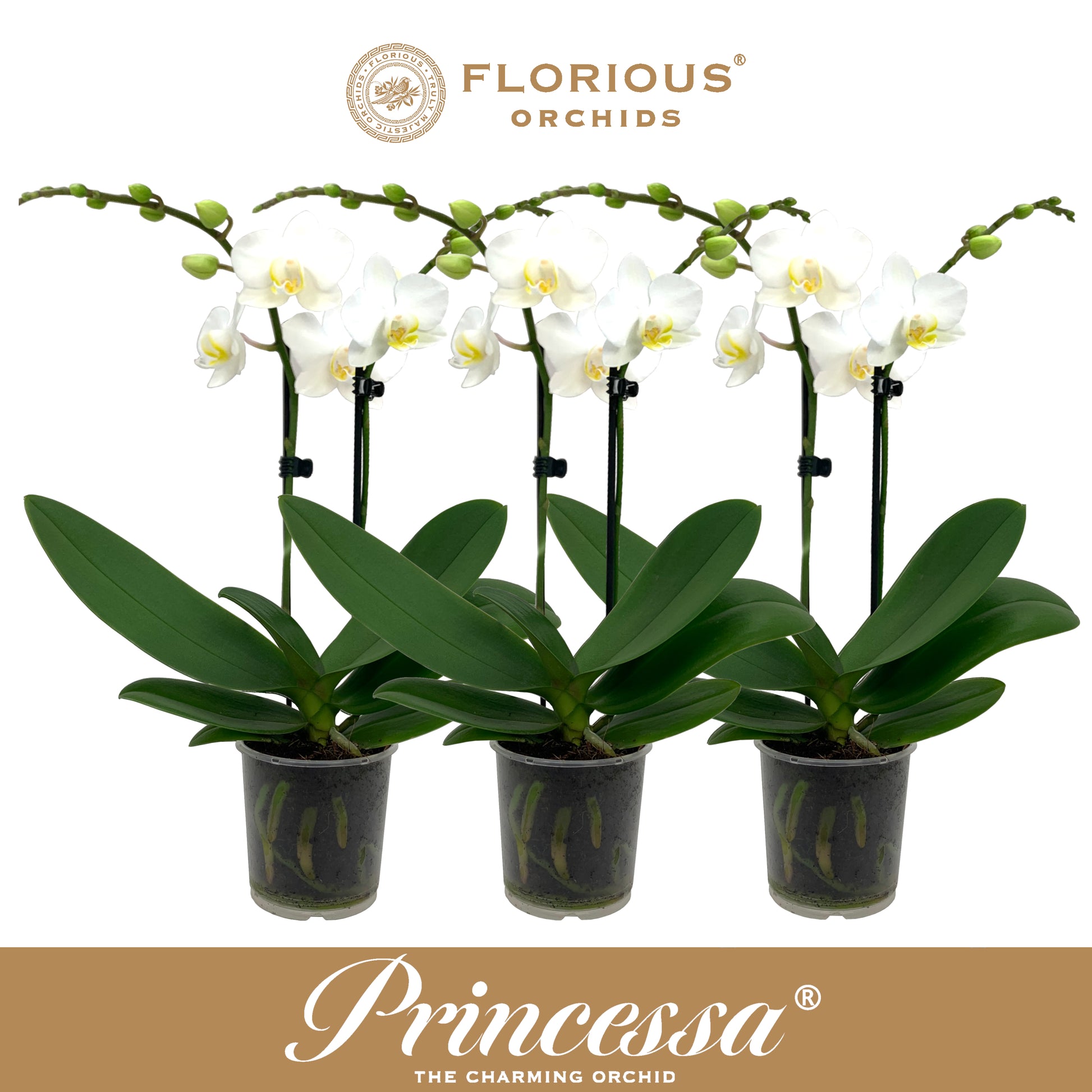 Florious Orchids Phalaenopsis white Pack of 12