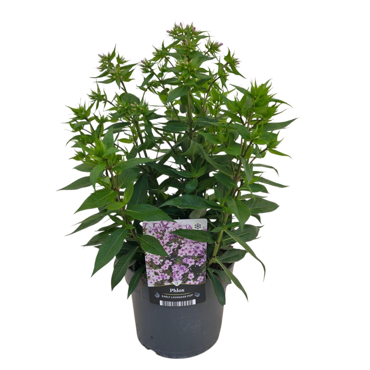 Phlox pan. Early Lavender Pop 55cm 17cm Pot