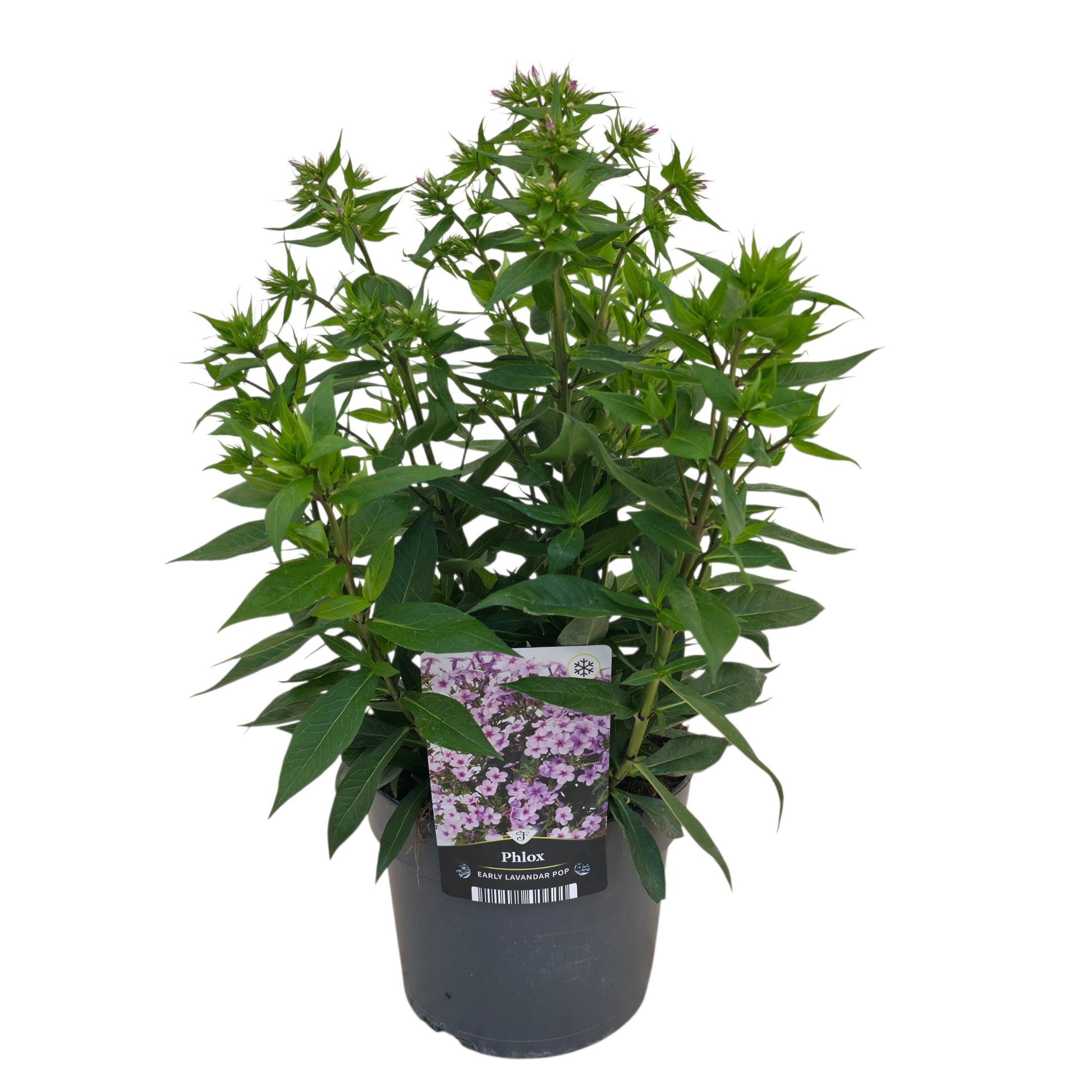 Phlox pan. Early Lavender Pop 55cm 17cm Pot