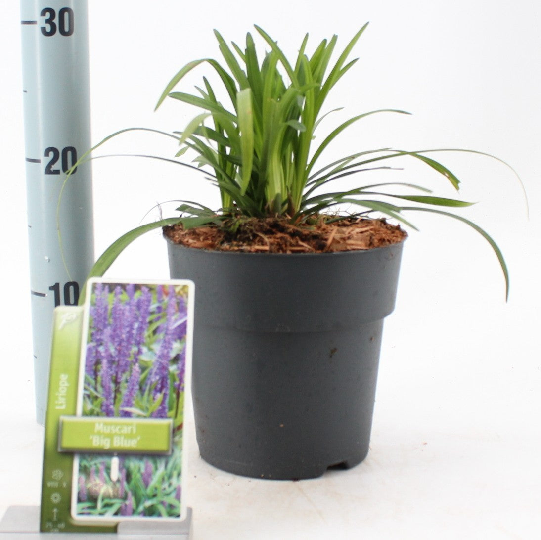 Liriope muscari Big Blue 40cm 17cm Pot