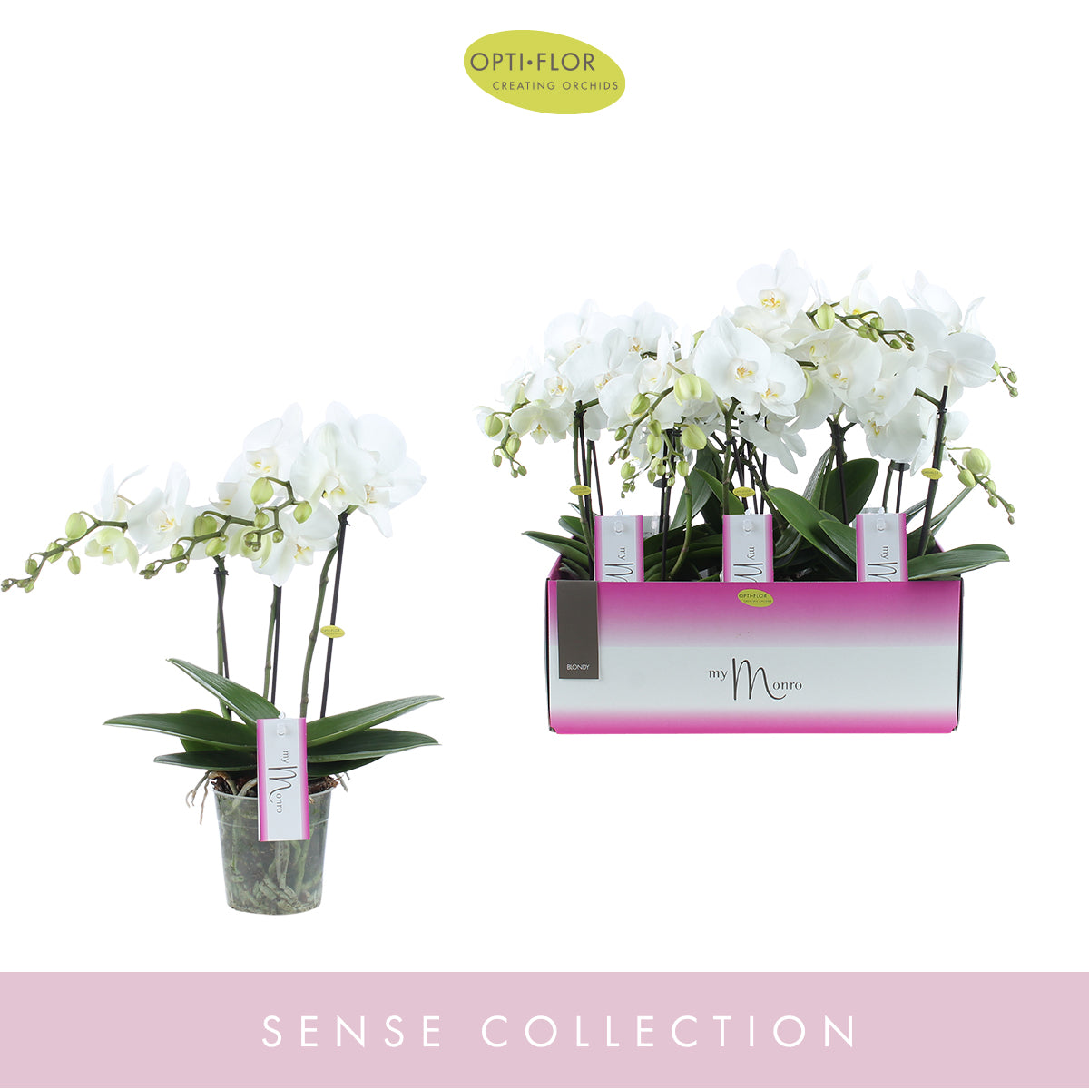 Phalaenopsis white 30cm 12cm Pot
