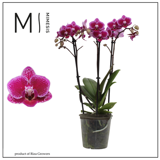 Phalaenopsis mf. Hornglin Vicky 50cm 12cm Pot