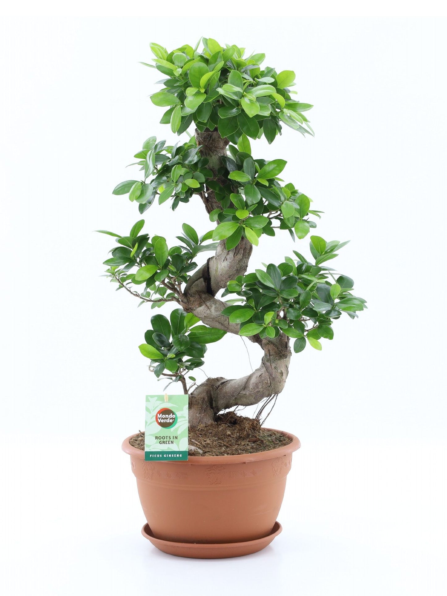 Ficus Ginseng S-shape 70cm 27cm Pot