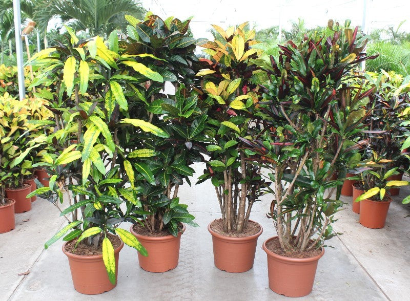 Codiaeum mix 170cm 40cm Pot