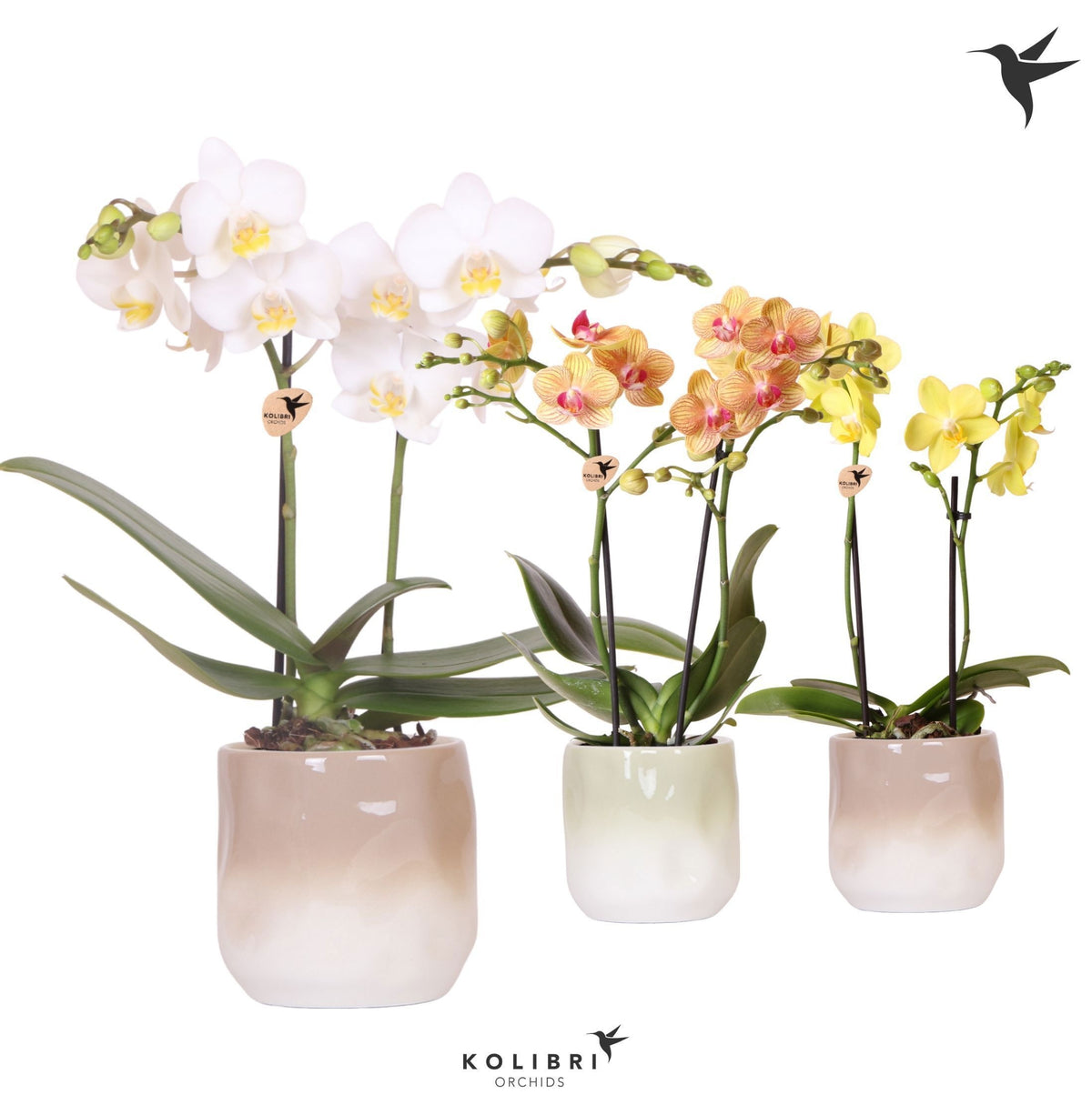 Phalaenopsis mix 40cm 9cm Pot