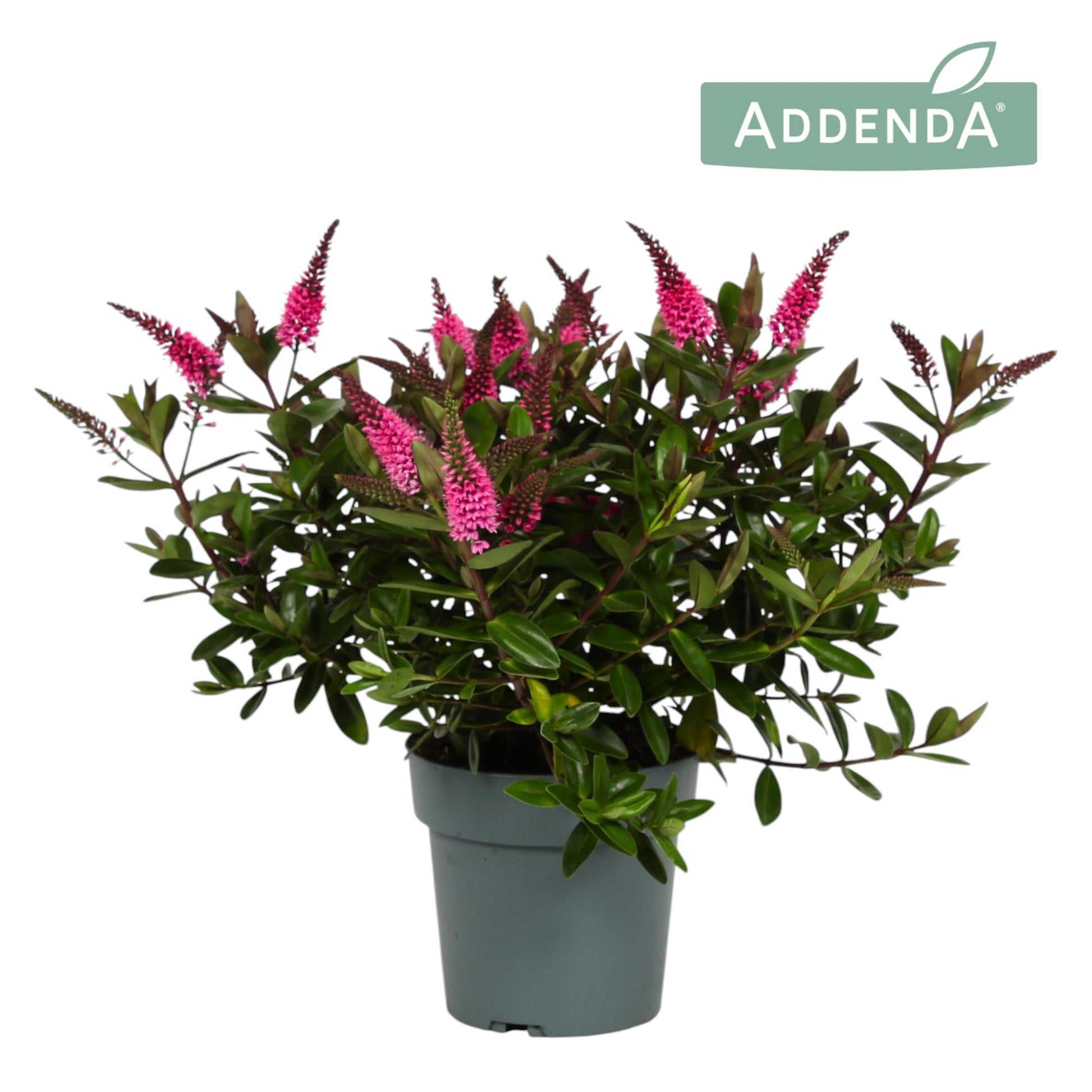 Hebe Hebedonna Elsa 25cm 15cm Pot