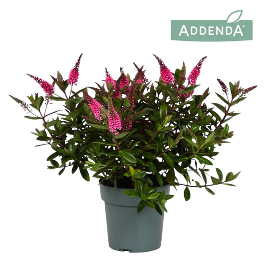 Hebe Hebedonna Elsa 25cm 15cm Pot