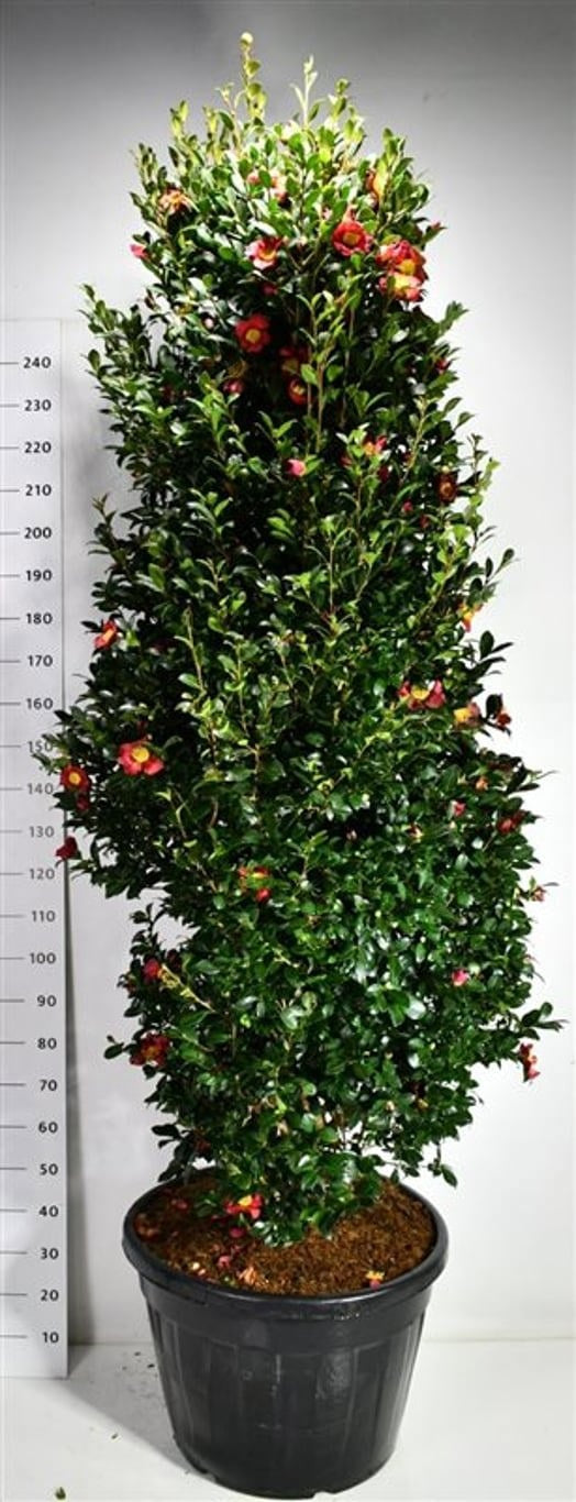 Camellia sasanqua 270cm 65cm Pot