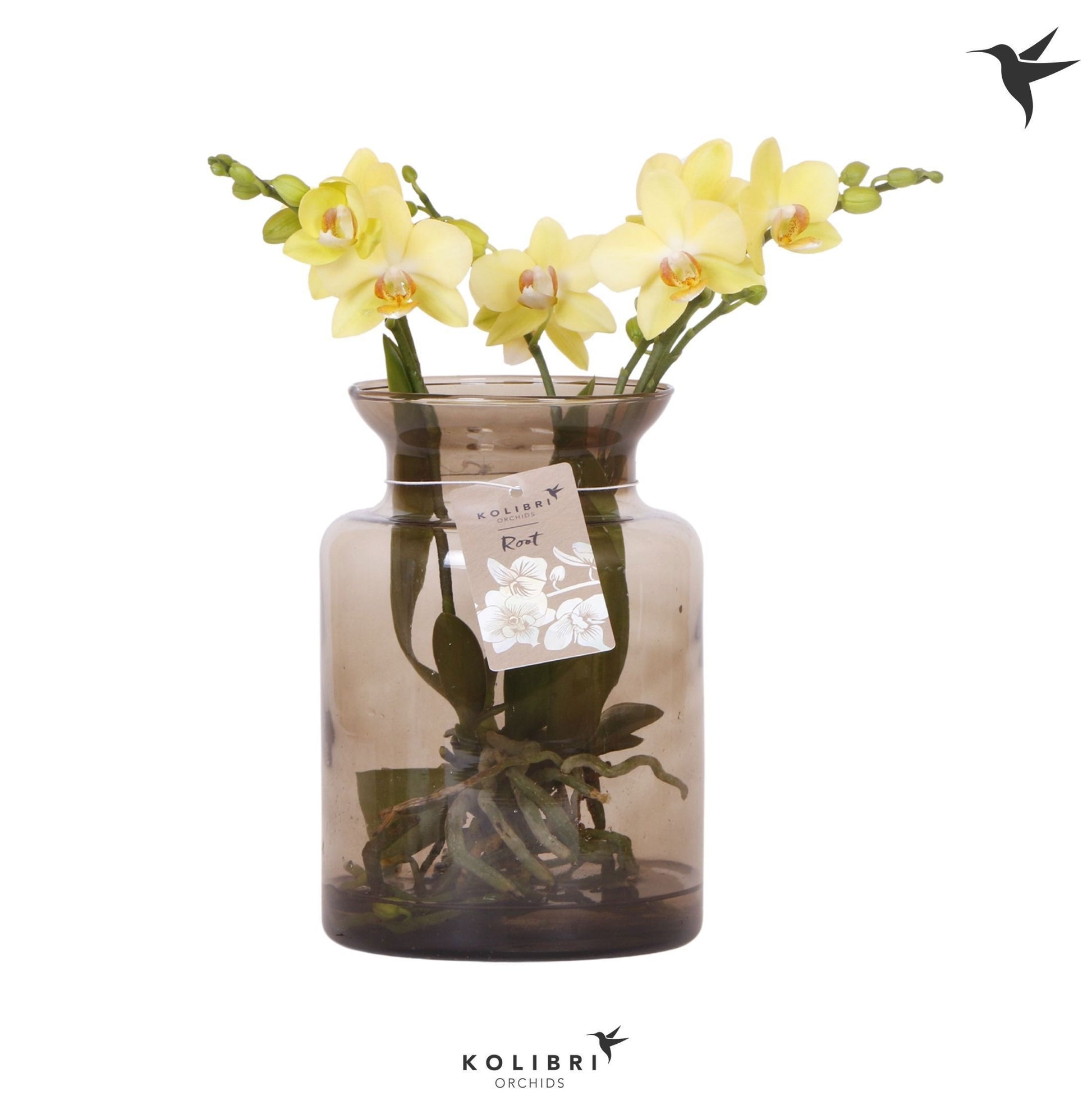 Phalaenopsis yellow 50cm 16cm Pot