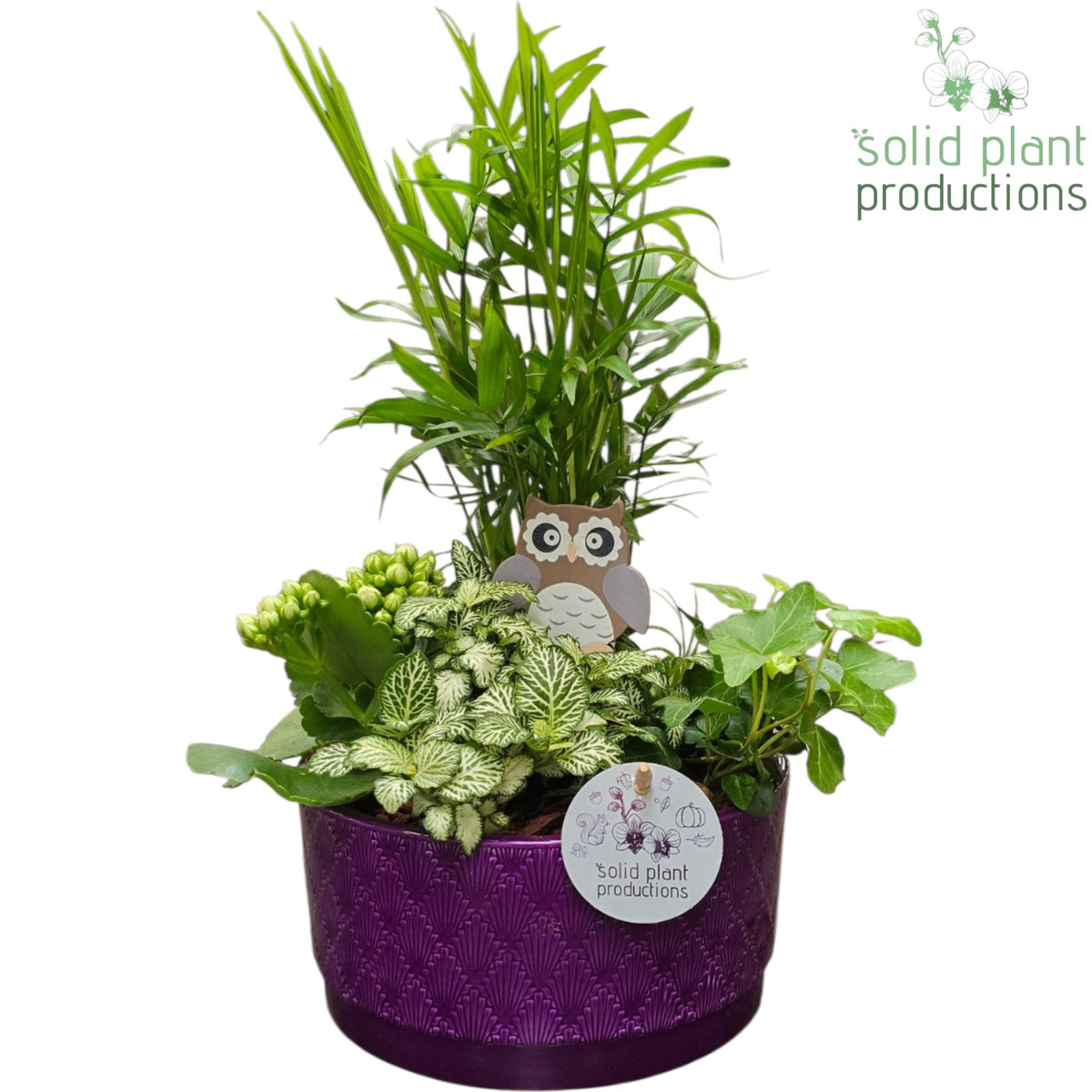 CH003 Loes Purple 38cm 18cm Pot