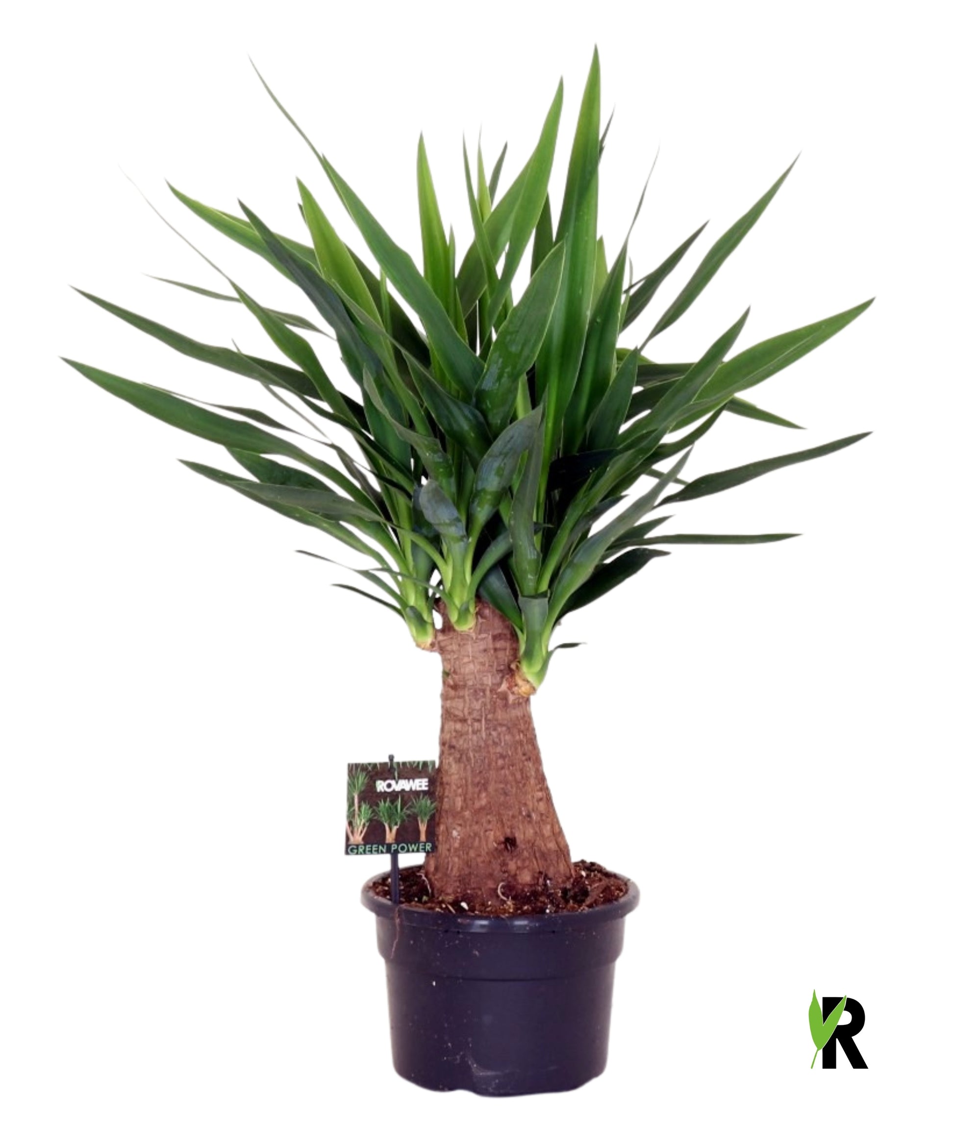 Yucca branched 70cm 21cm Pot
