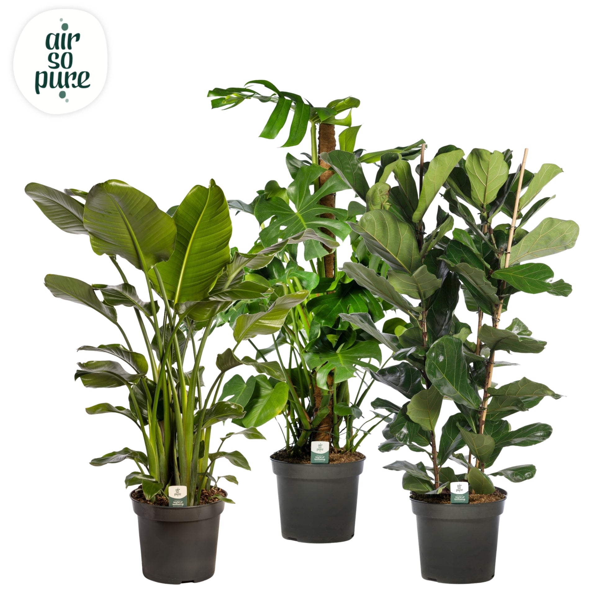 Foliage houseplants mix 150cm 35cm Pot