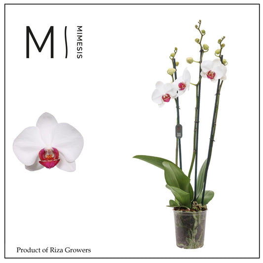 Phalaenopsis Red Eye 70cm 12cm Pot