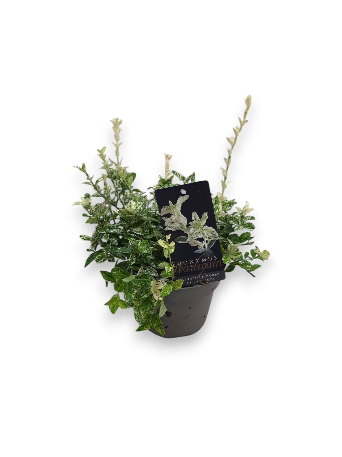 Euonymus Harlequin 20cm 17cm Pot