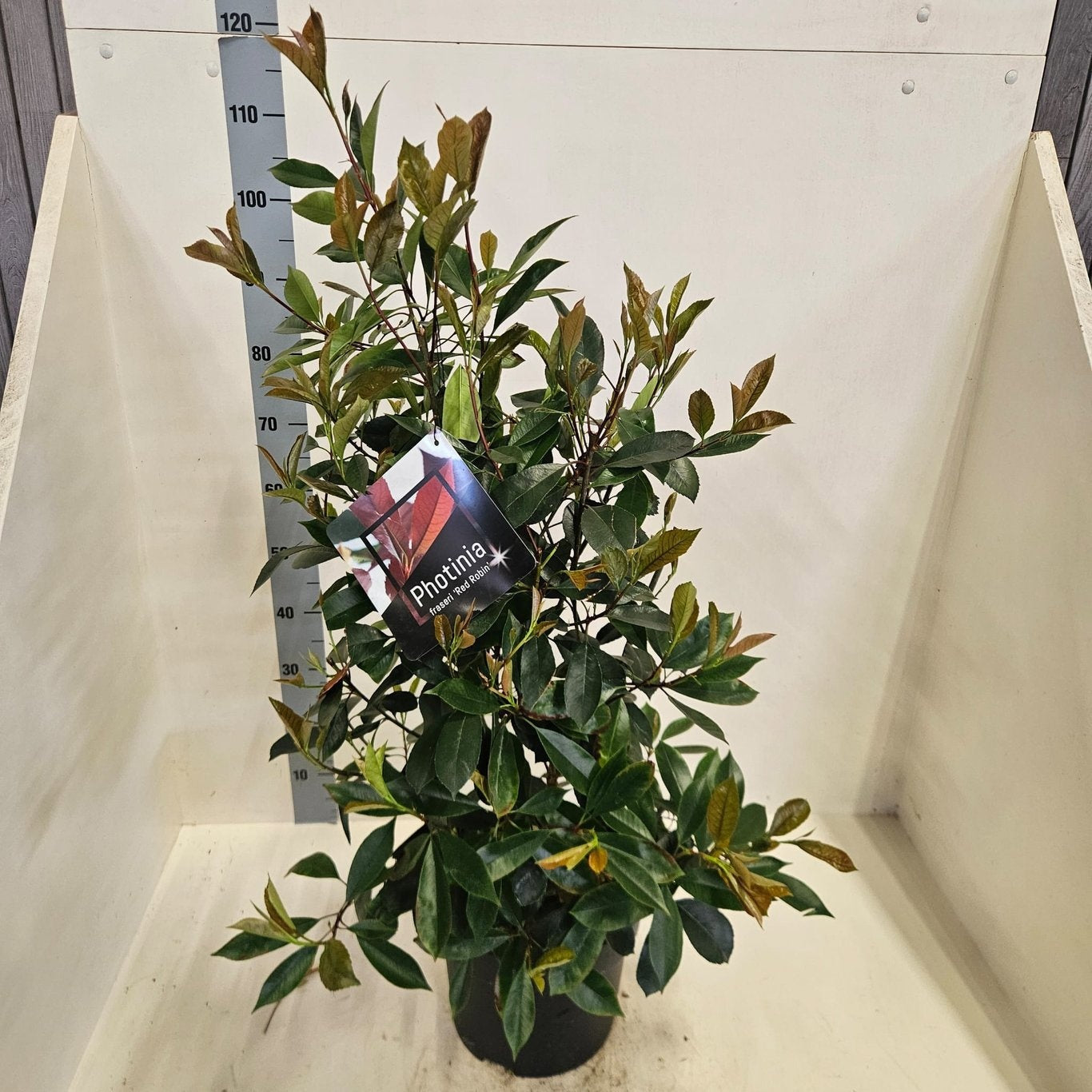Photinia Red Robin 100cm 28cm Pot