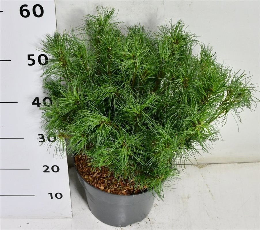 Pinus thunbergii 55cm 26cm Pot