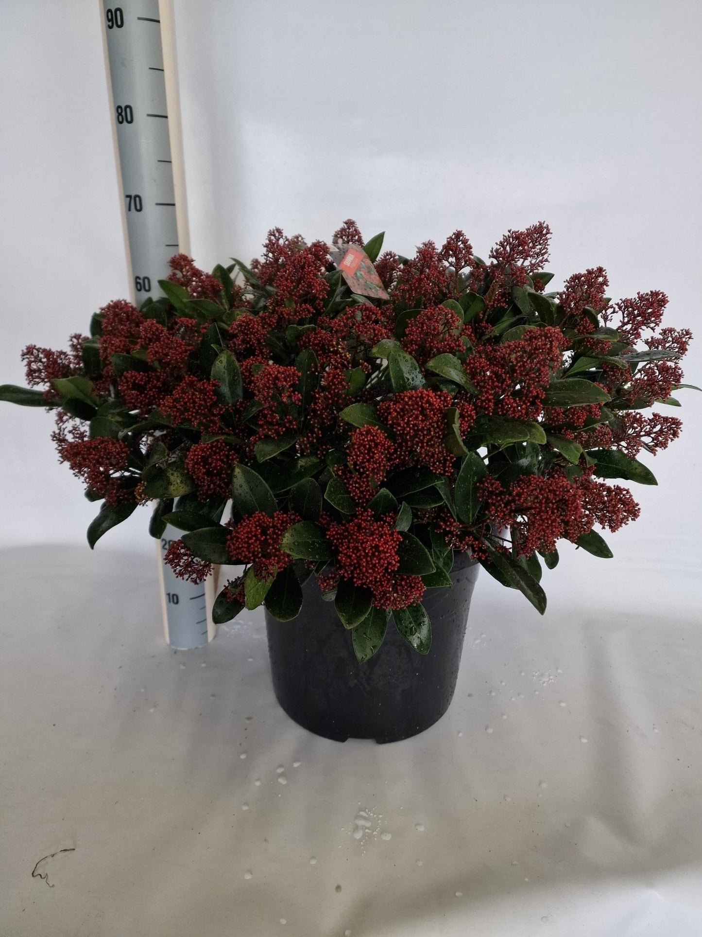 Eijk Skimmia's, Perry van Skimmia japonica Rubella Pack of 1