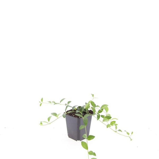 Vinca min. La Grave 15cm 9cm Pot