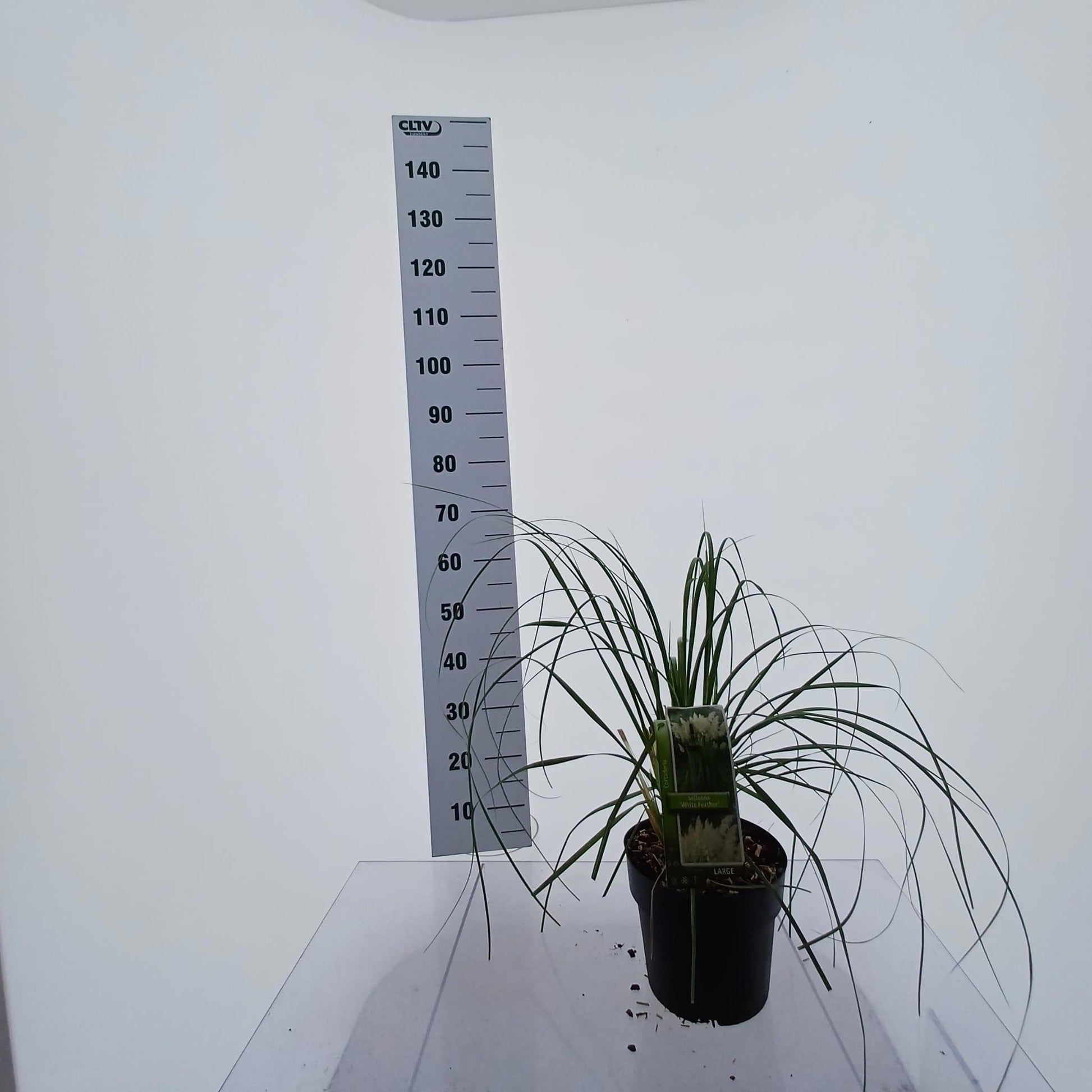 Cortaderia selloana 65cm 23cm Pot