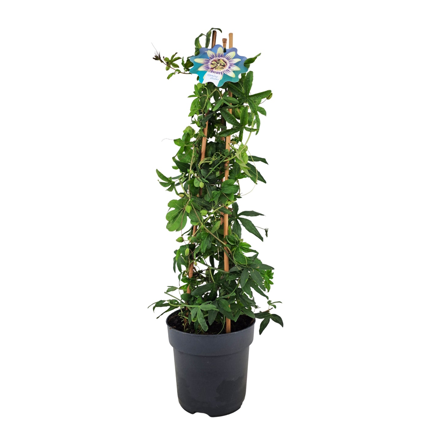 Passiflora caerulea pyramid 70cm 17cm Pot
