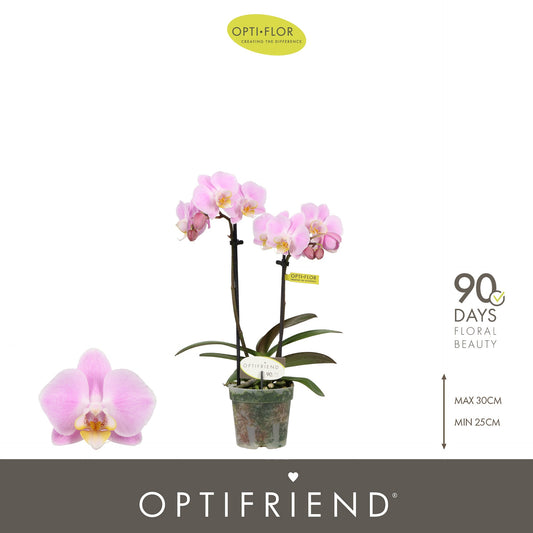 Phalaenopsis pink 25cm 7cm Pot
