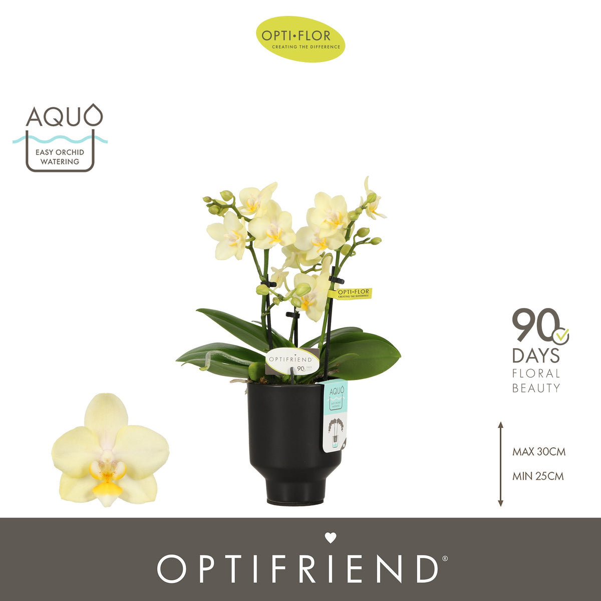Phalaenopsis yellow 25cm 7cm Pot