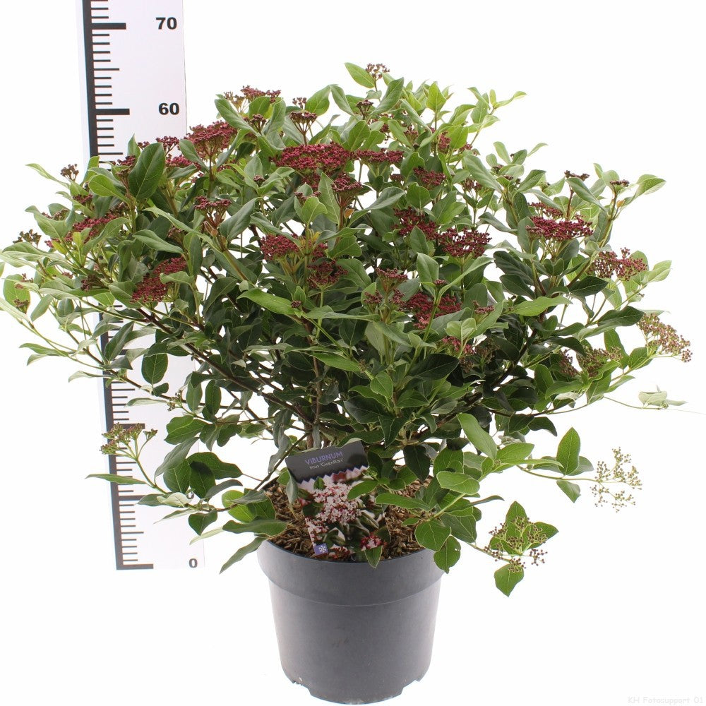 Viburnum tinus Gwenllian 30cm 26cm Pot