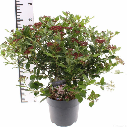 Viburnum tinus Gwenllian 30cm 26cm Pot