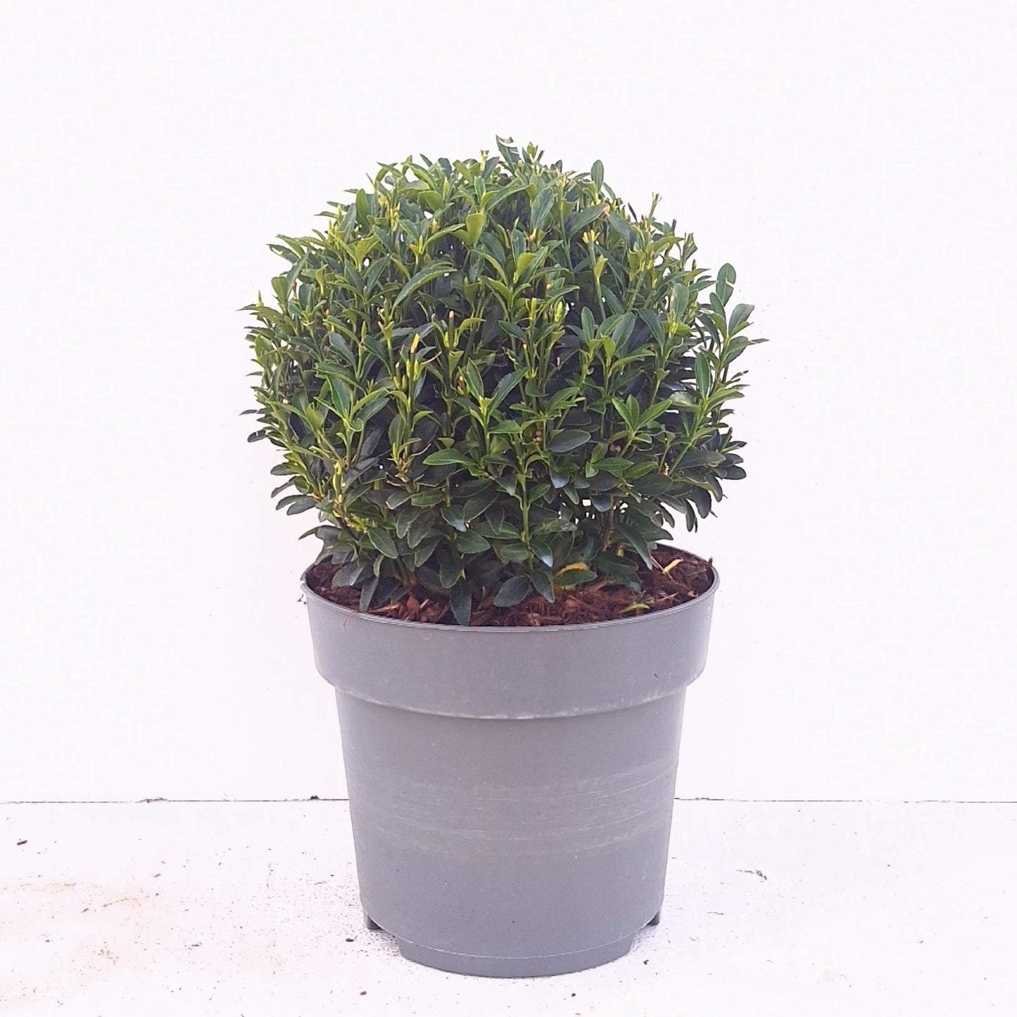 Euonymus jap. Microphyllus 40cm 23cm Pot
