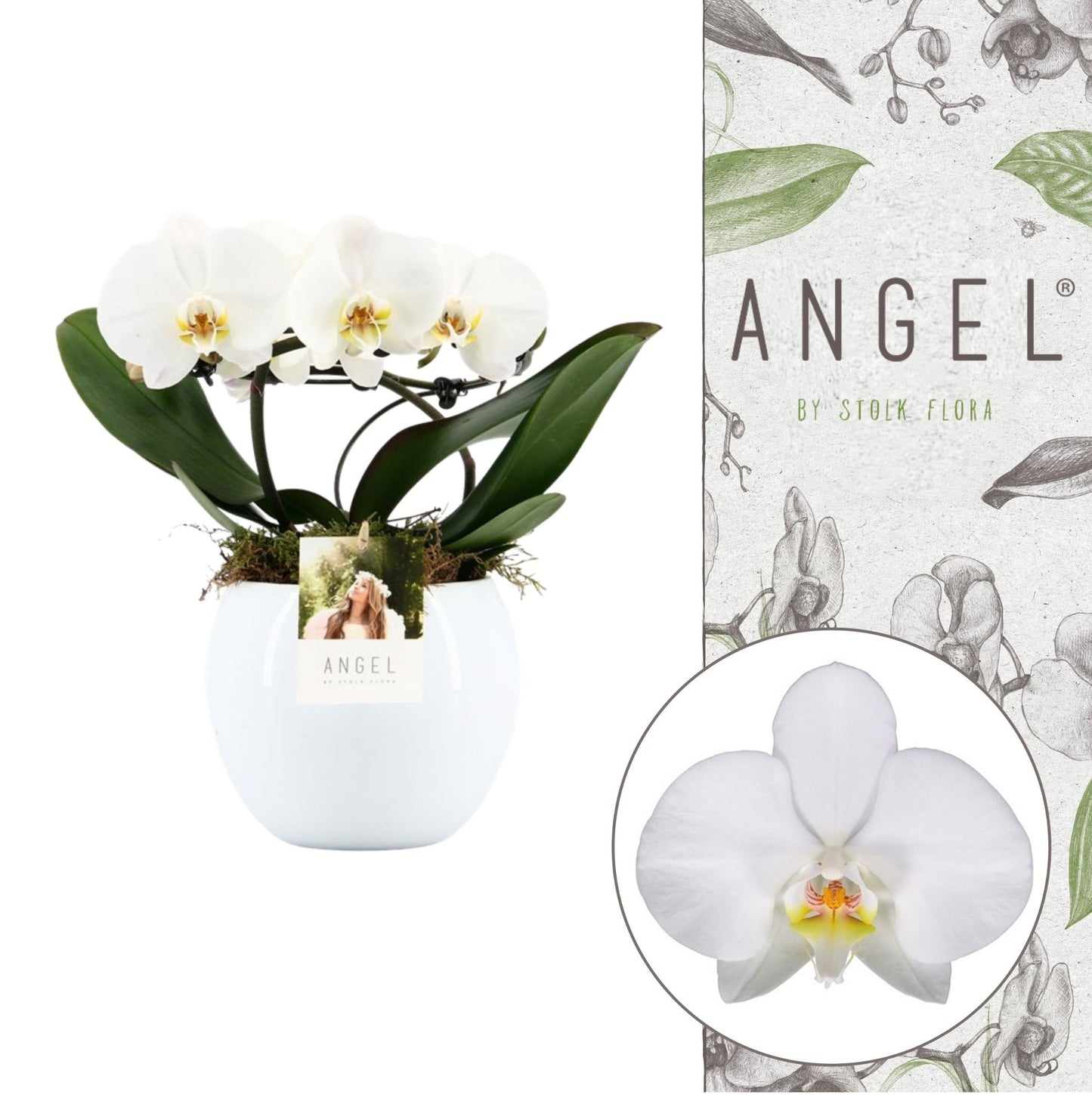 Stolk Flora BV Phalaenopsis mix angel (+ drp.Lisa) Pack of 3