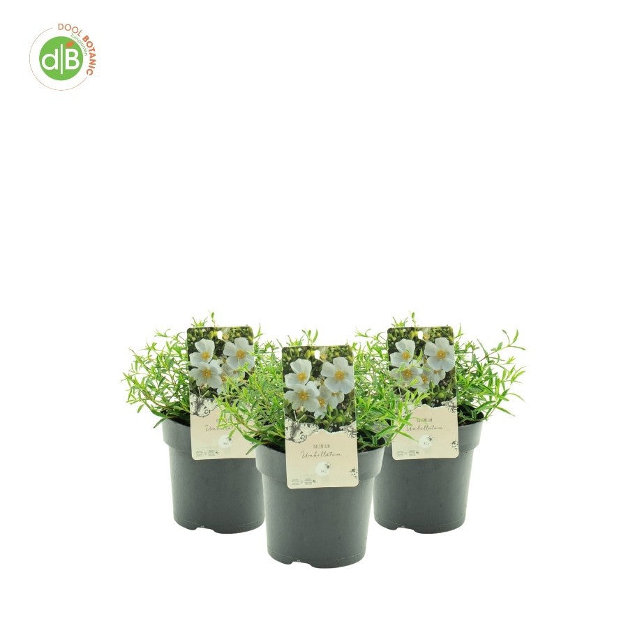 Dool Botanic Halimium umbellatum Pack of 6