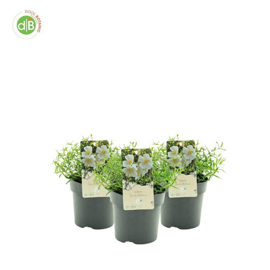 Dool Botanic Halimium umbellatum Pack of 6