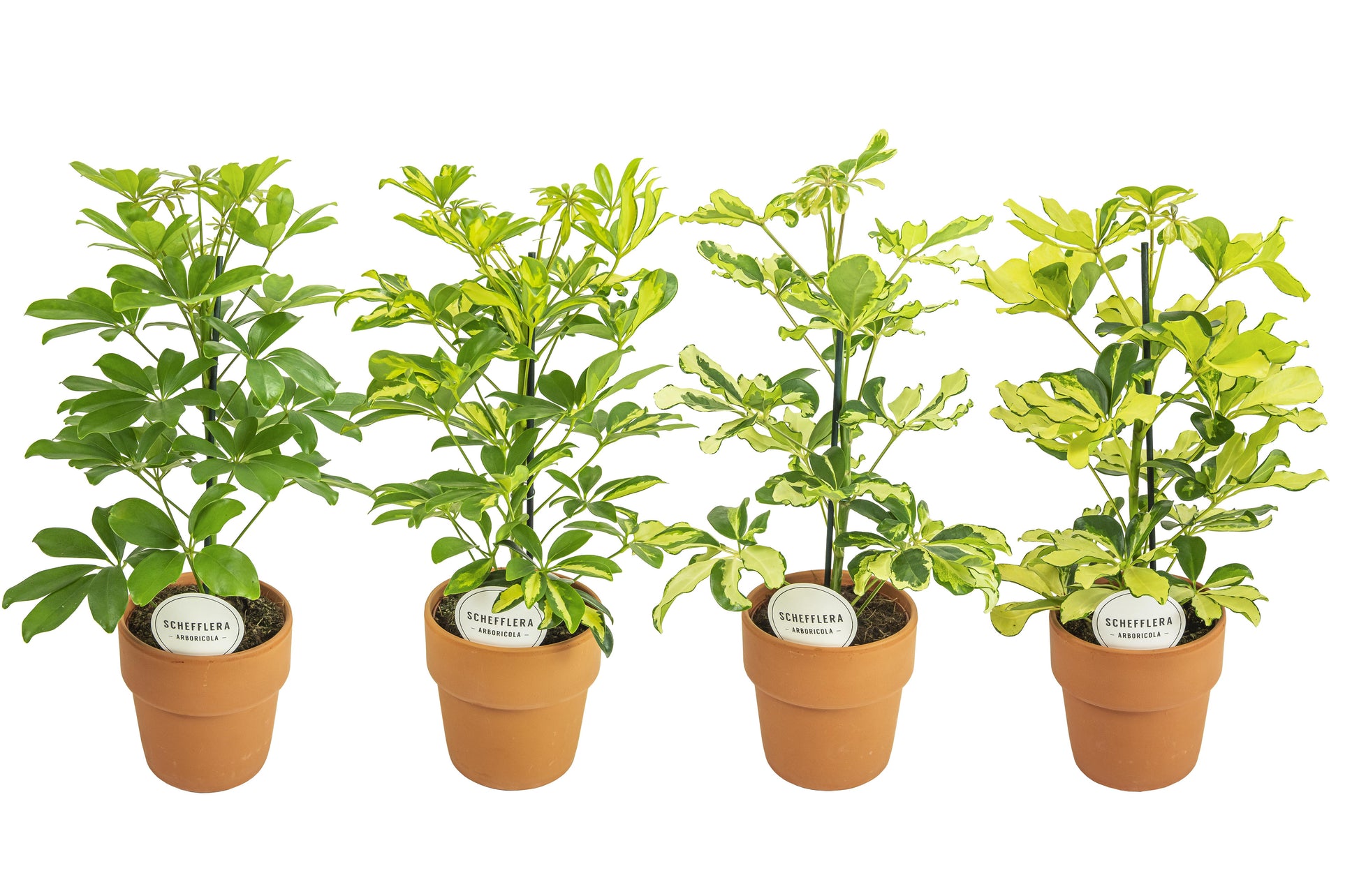 Schefflera Mme De Smet braided 45cm 15cm Pot