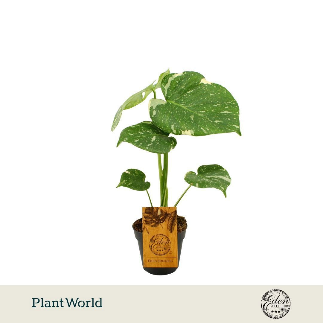Plantworld Smit Kwekerij Monstera Thai Constellation Pack of 8