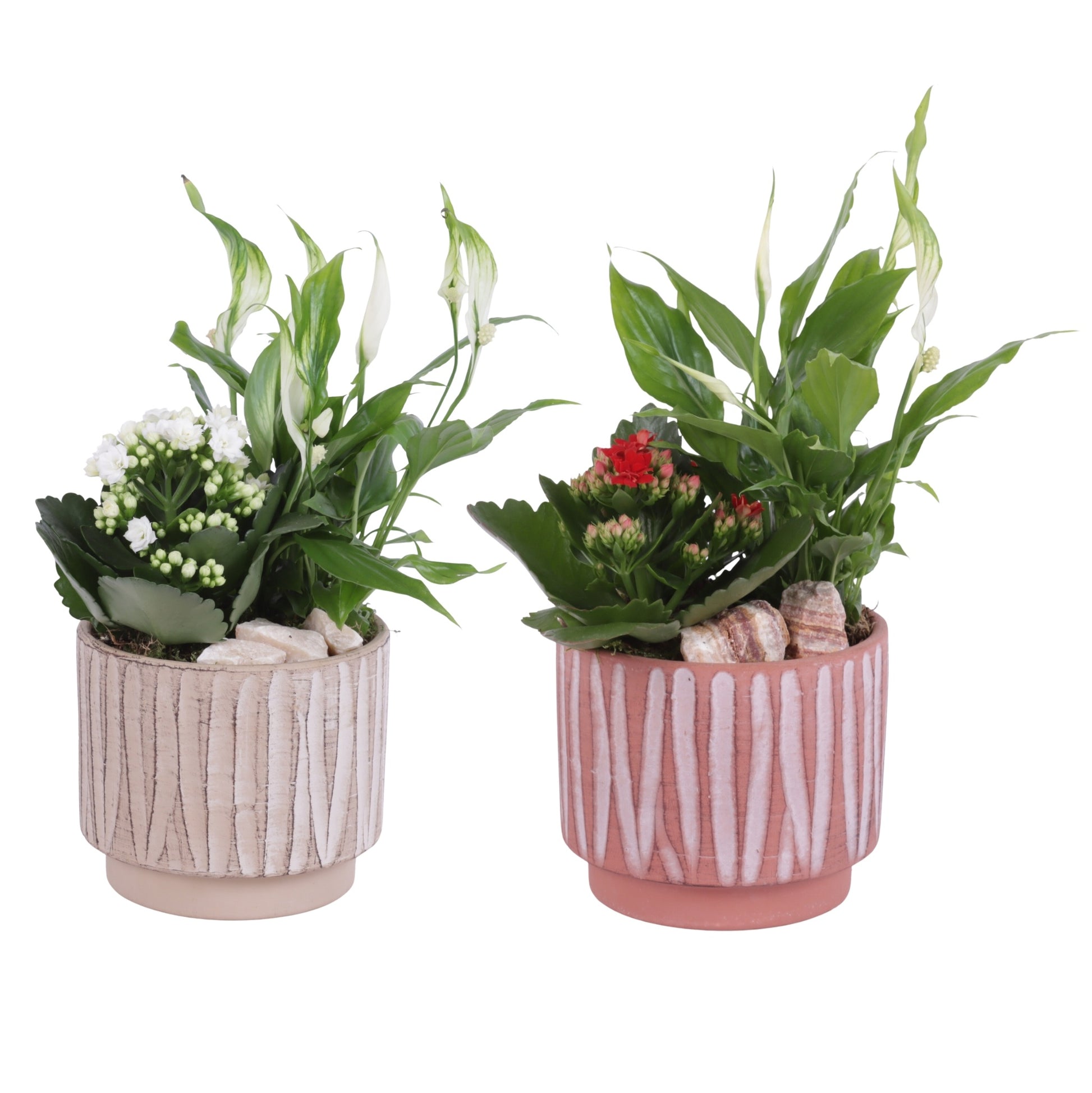 Indoor arrangement 30cm 14cm Pot