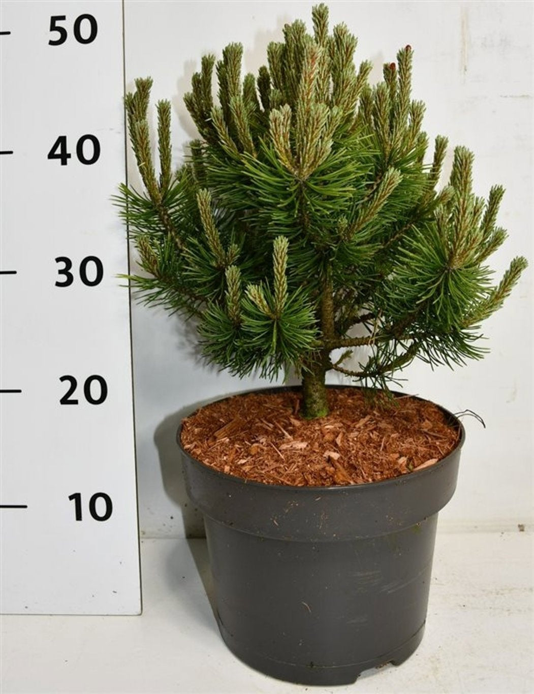 Pinus mugo Mops 40cm 23cm Pot