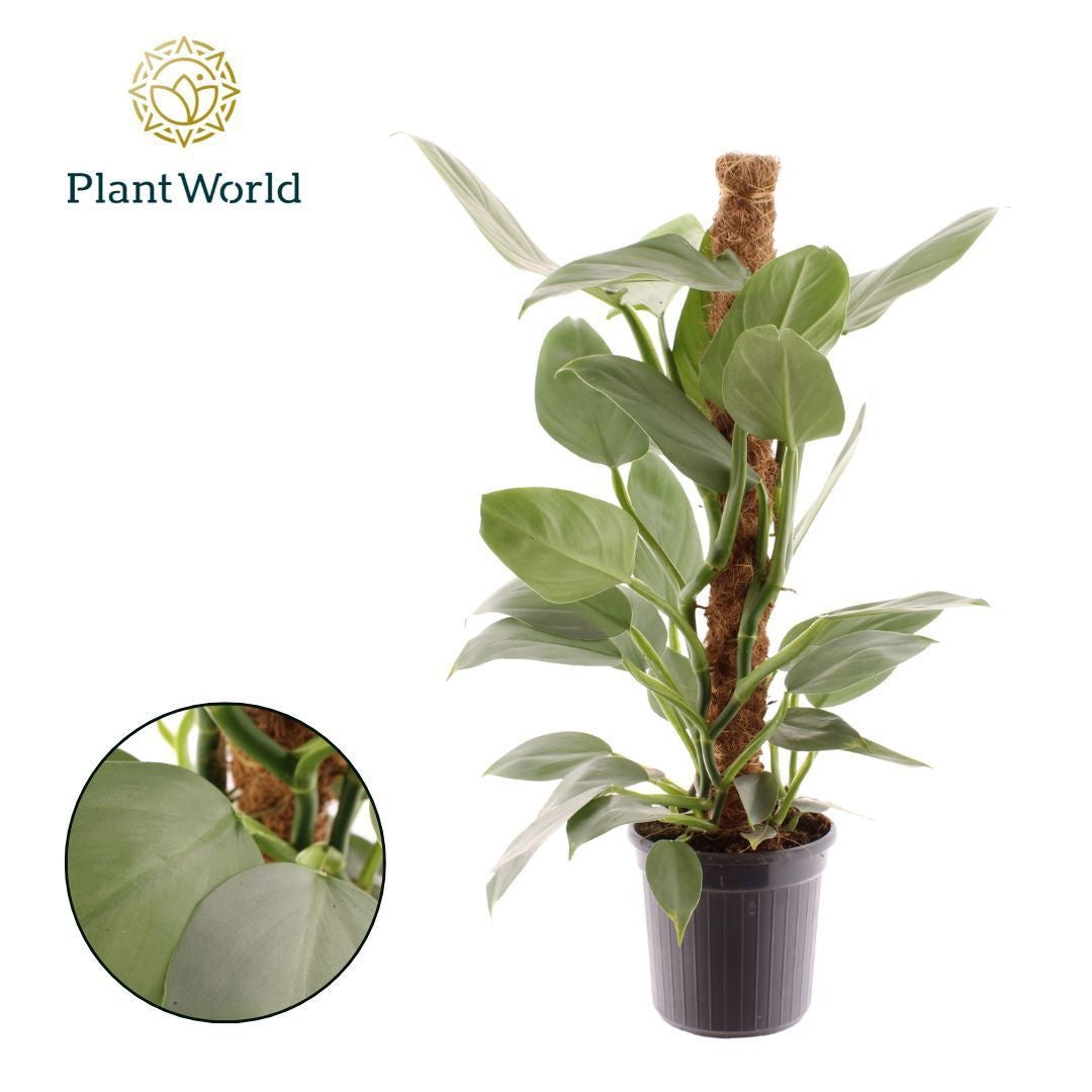 Philodendron scandens 65cm 16cm Pot