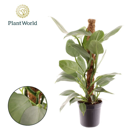 Philodendron scandens 65cm 16cm Pot