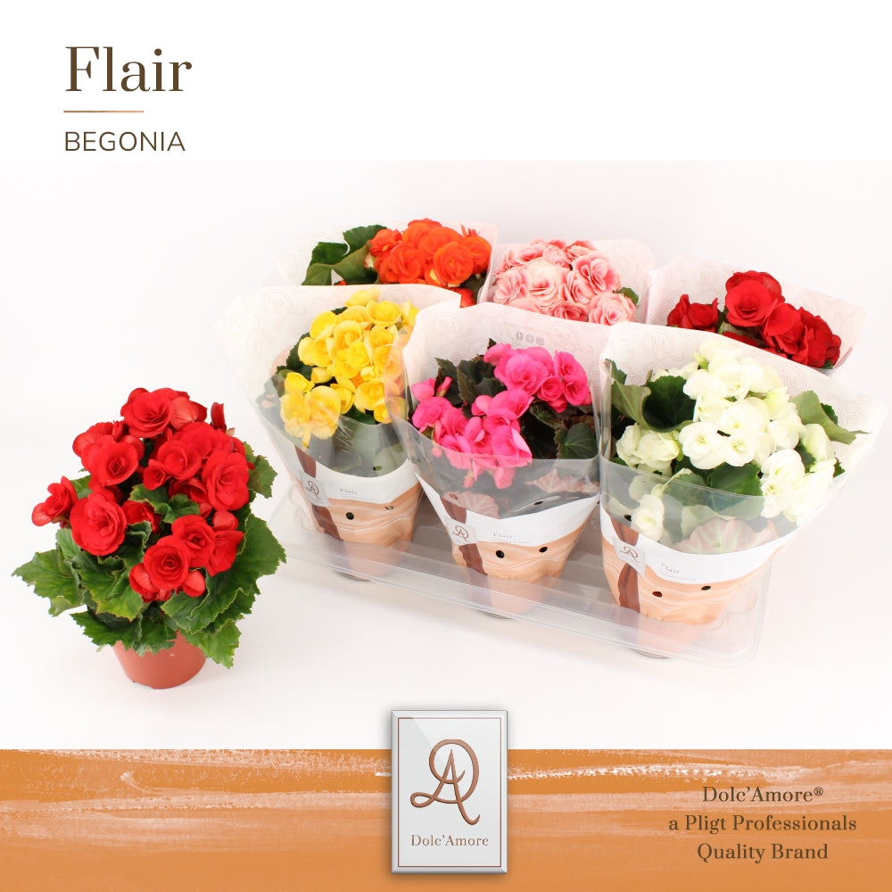 Begonia mix Dolc'Amore 31cm 14cm Pot