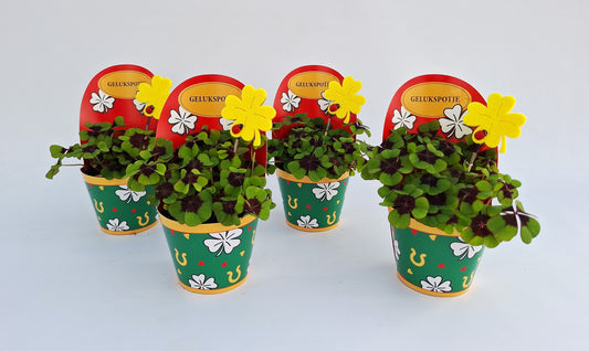 Oxalis deppei 17cm 9cm Pot