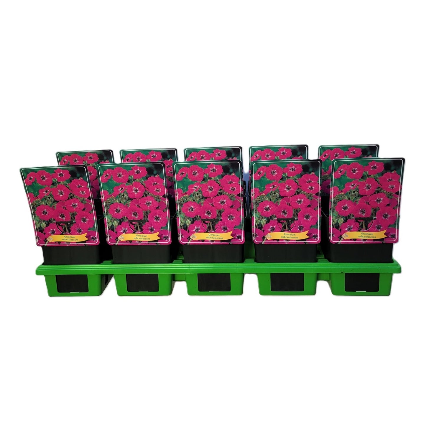 Geranium cin. subcaulescens 25cm 11cm Pot