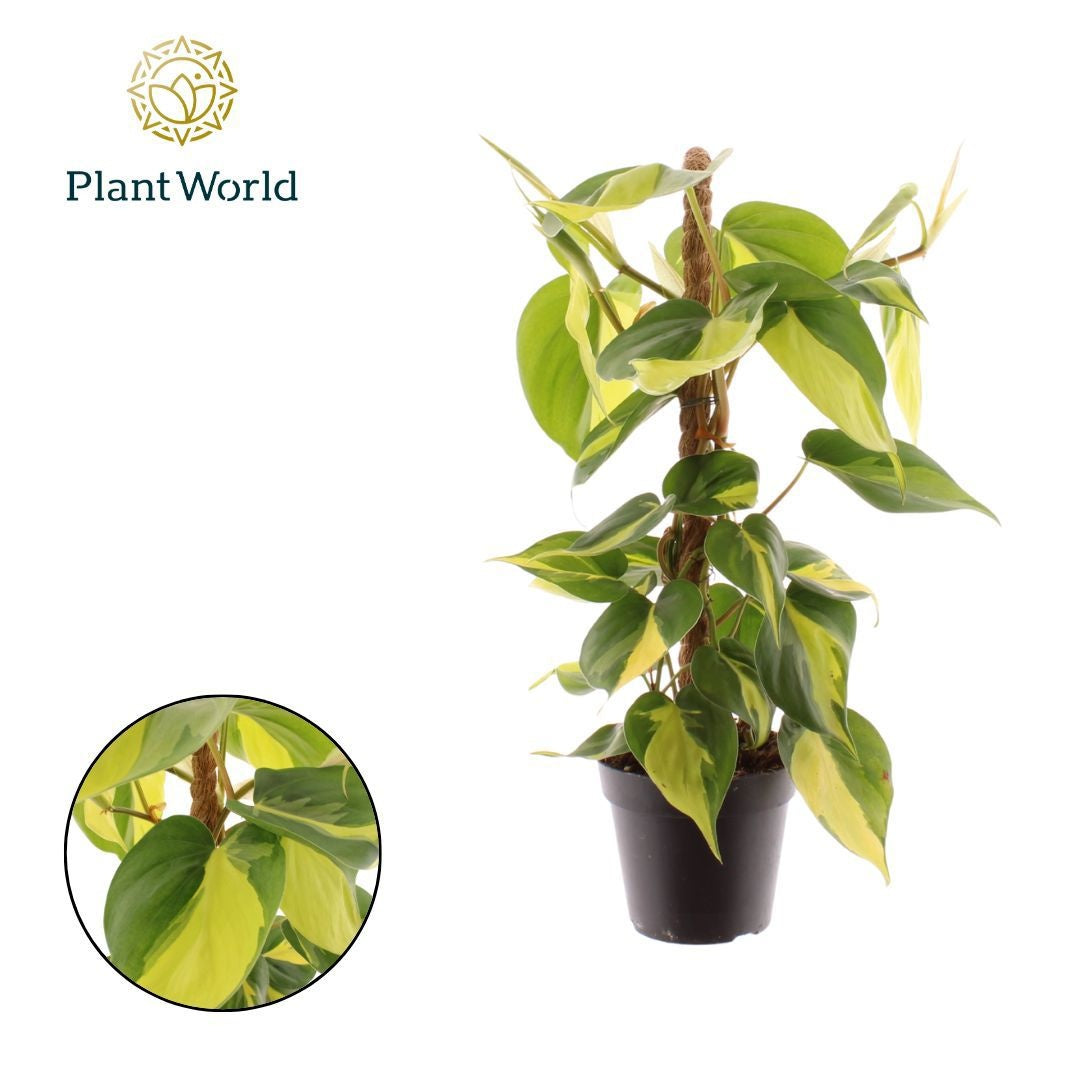 Philodendron Brasil 40cm 12cm Pot