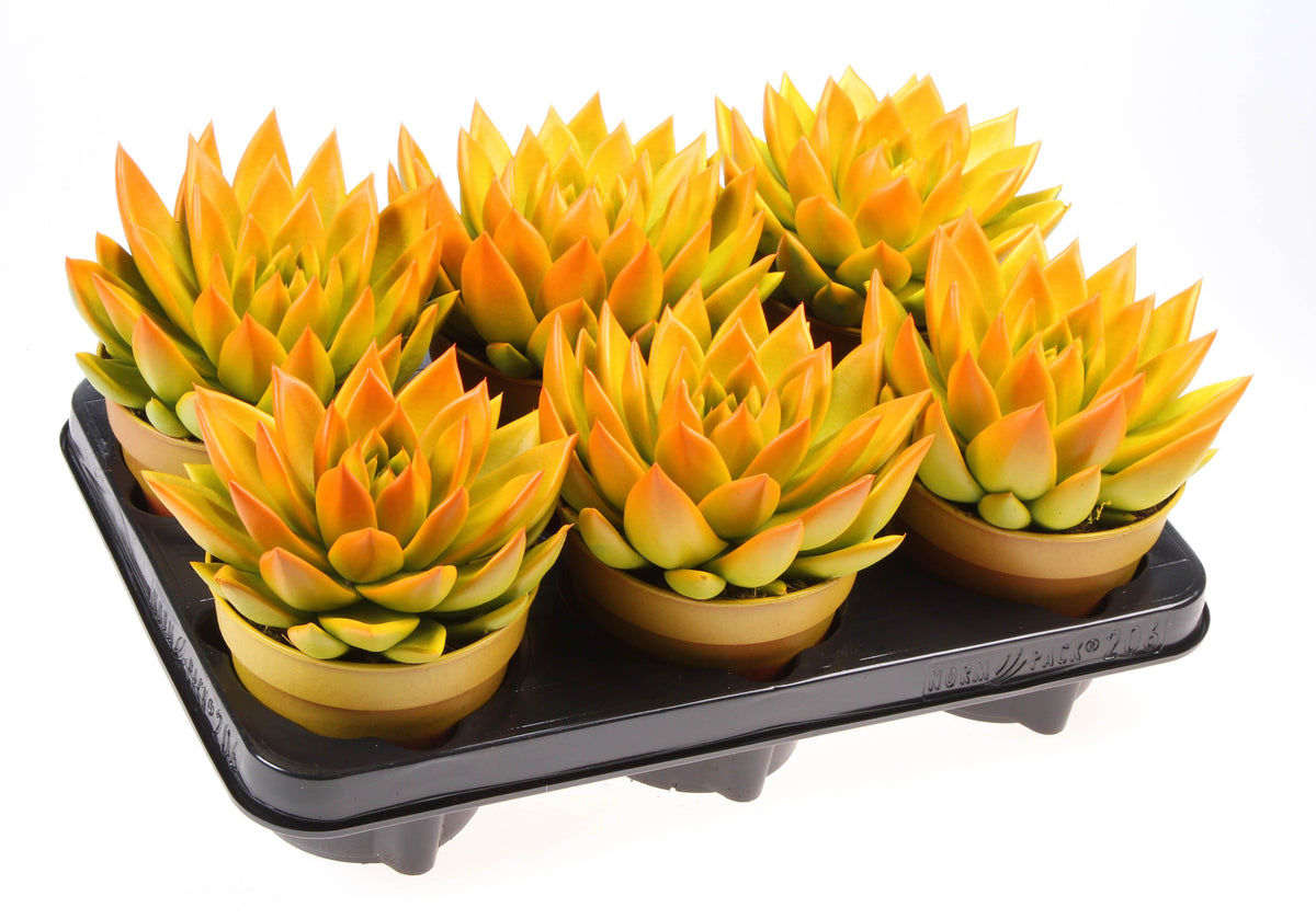 Rainbow bicolor yellow + orange point 15cm 12cm Pot