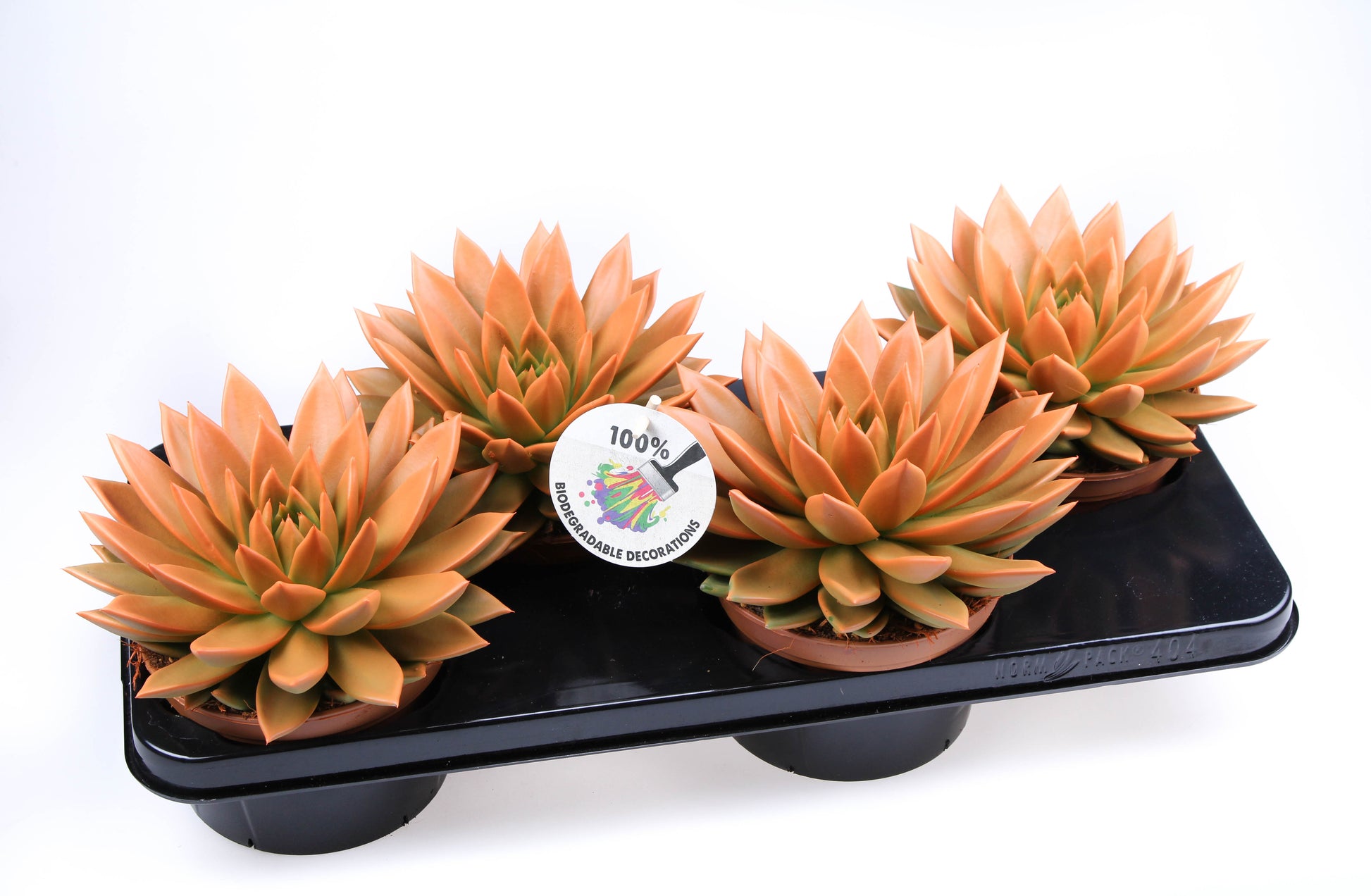 Euro Cactus Holland Bv Rainbow orange Pack of 4
